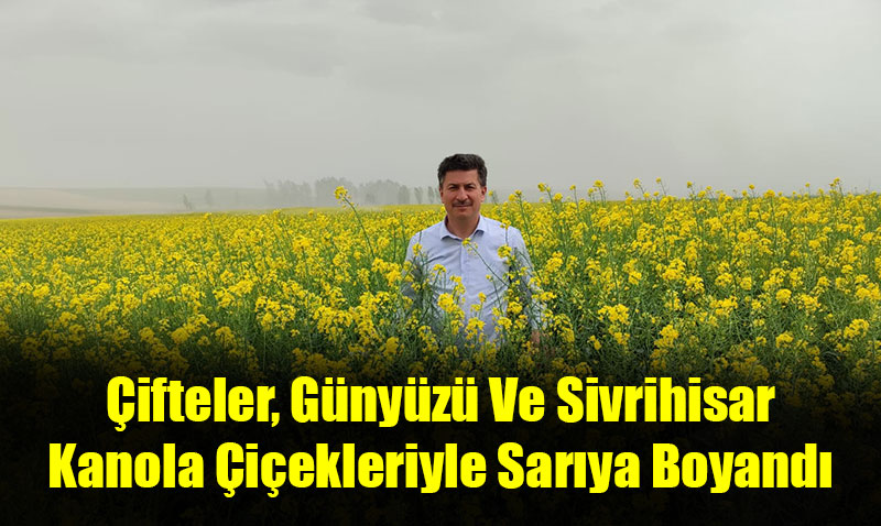 �ifteler, G�ny�z� Ve Sivrihisar Kanola �i�ekleriyle Sar�ya Boyand�