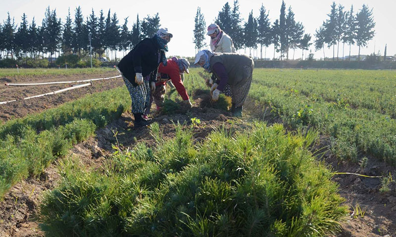 T�rkiye�de ormanlar i�in �al��an 18 bin kad�n var