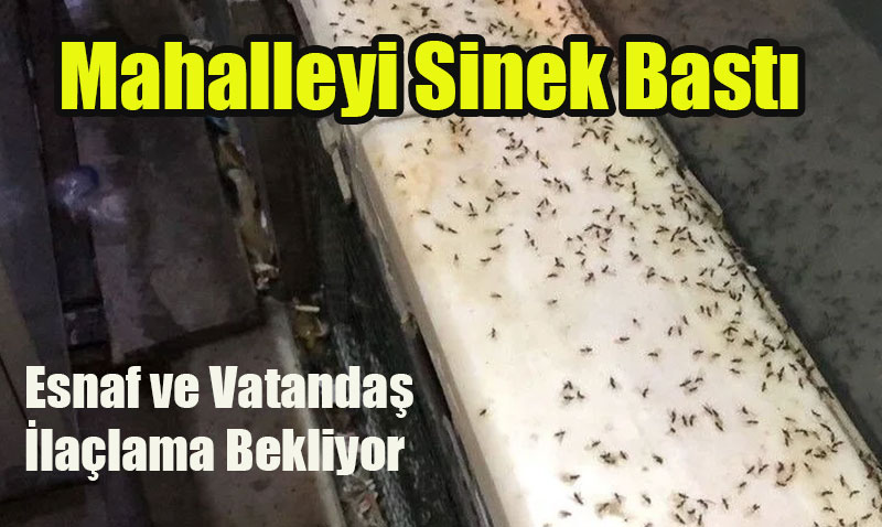 Eski�ehir’in G�ztepe Mahallesi’nde Sinek Kabusu: "Geceleri Zemini Sar�yorlar!"
