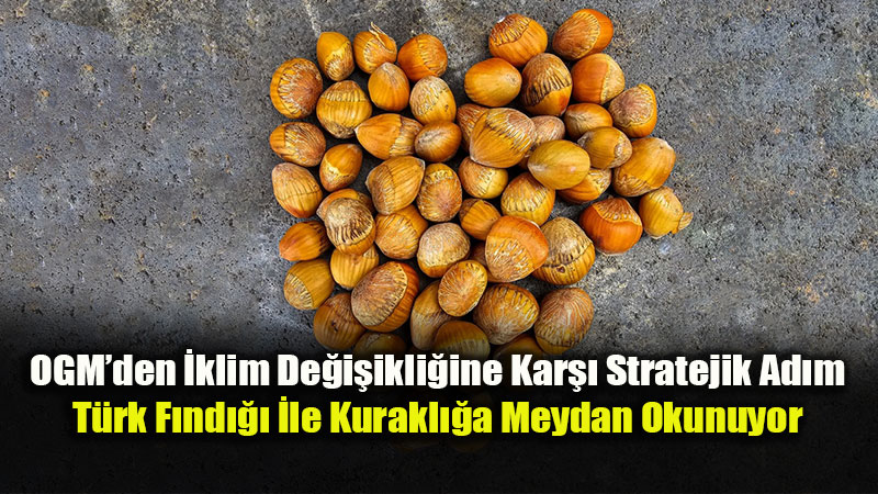 OGM Do�al Gen Kayna��na Sahip ��kt�: Seben F�nd��� Hem Ormana Hem Peyzaja Umut Oldu