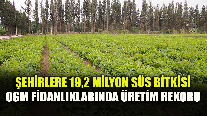 Kentler OGM Fidanl�klar�yla �i�ek A��yor: S�s Bitkisi Sto�u 20 Milyonu A�t�