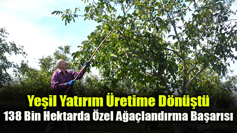 Ceviz, Badem ve Zeytin Panay�r�: 107 Bin Hektar Alanda �retim Ve Hasat Co�kusu