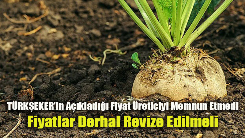 Pancar �reticisi Fiyat �oku Ya��yor: Ton Ba��na 3 Bin 720 TL Maliyeti Kar��lam�yor