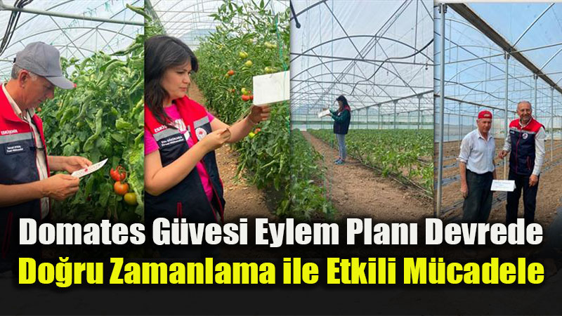 Eski�ehir’de Domates G�vesine Kar�� �nlem: Feromonlu Tuzaklarla S�k� Takip