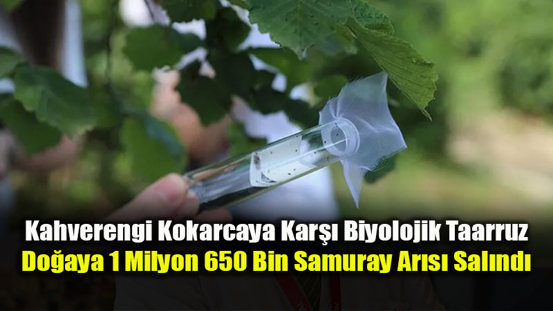 Kahverengi Kokarca �le M�cadelede T�rkiye Modeli D�nyaya �rnek Oluyor