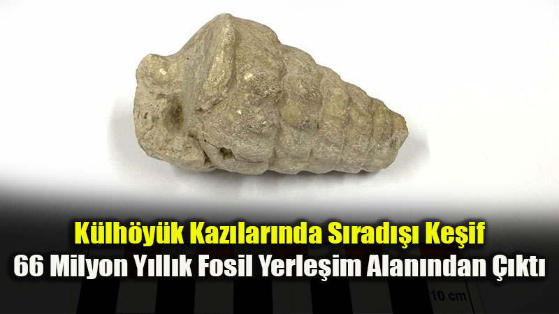 K�lh�y�k Kaz�lar�nda Heyecan Veren Ke�if: 66 Milyon Y�ll�k Fosil Bulundu!