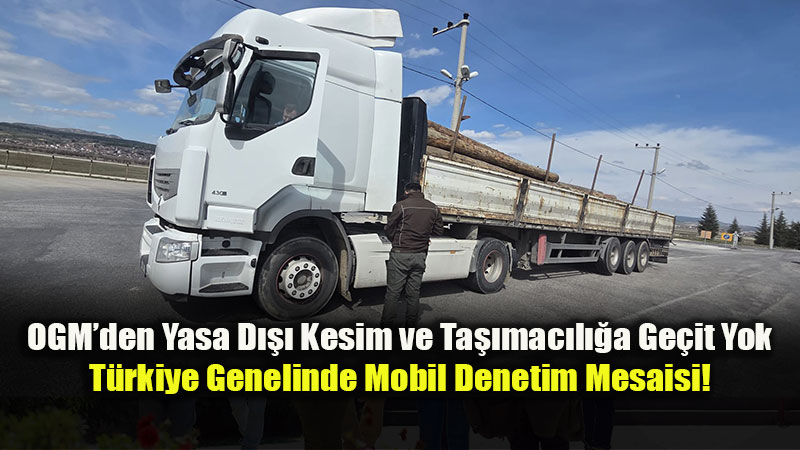 Ta��nan Ah�ap ve Tomru�a S�k� �nceleme: Belgeler ve Damgalar Tek Tek Kontrol Ediliyor