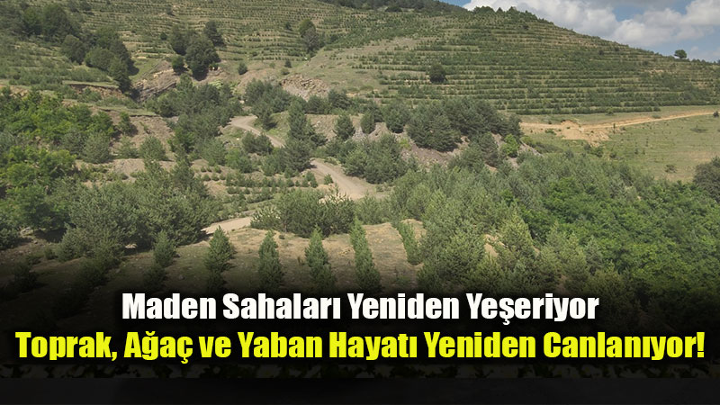 Eski?ehir K�m�r Sahas�ndan Ormana D�n���m: Merzifon’da 31 Bin 600 Fidan Toprakla Bulu�tu