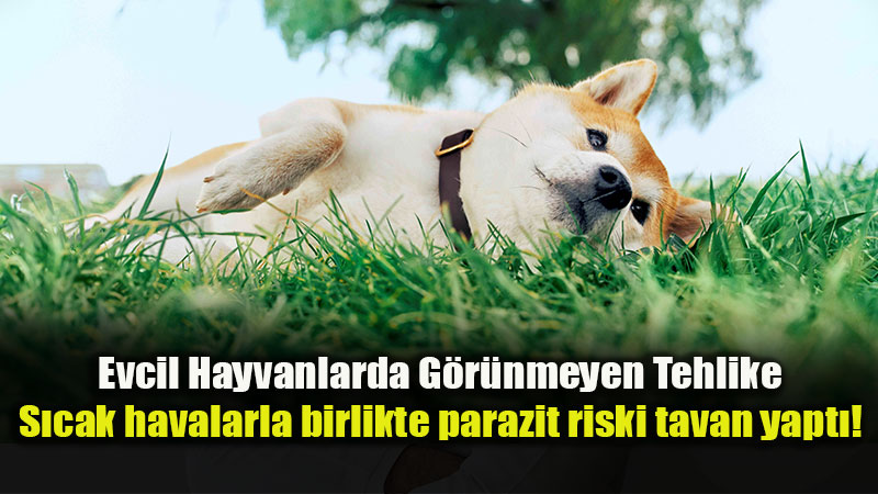 Evcil Hayvan Sa�l���nda G�r�nmeyen Tehditlere Kar�� Koruyucu �nlem �art!